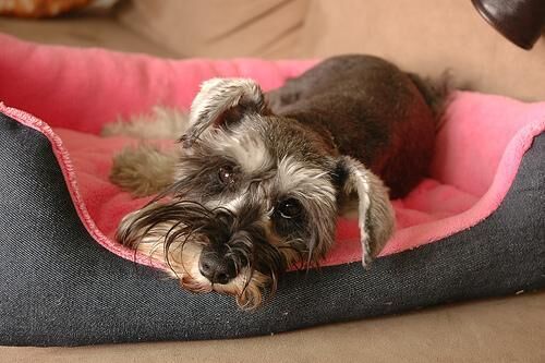 Schnauzer Miniature