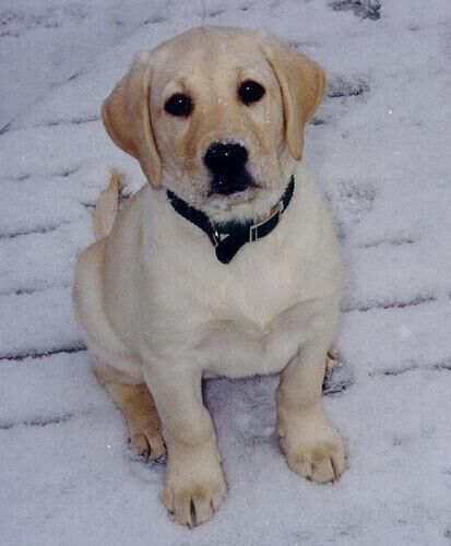 Labrador