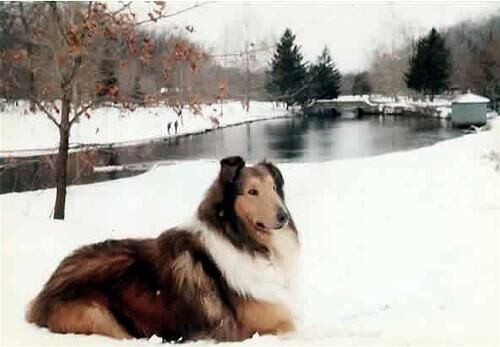Collie