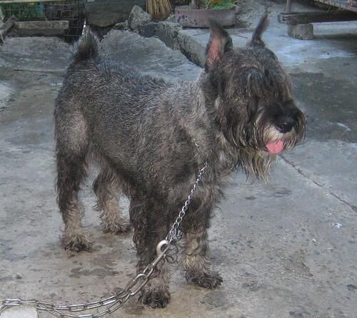 Schnauzer