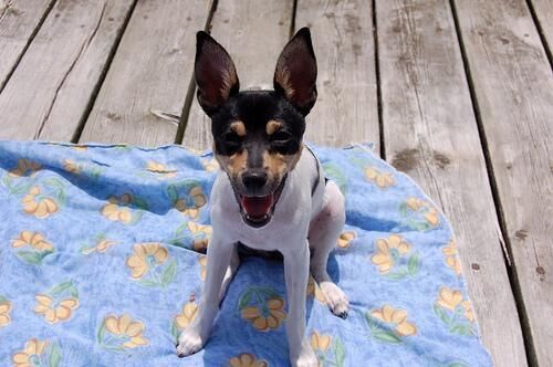 Terrier Toy