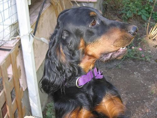 Setter Gordon
