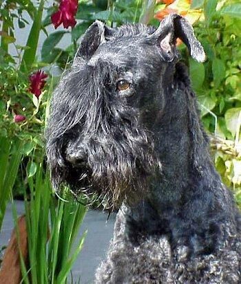 Terrier Kerryblue