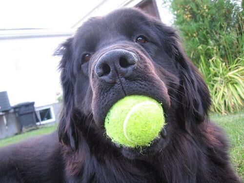 Newfoundland