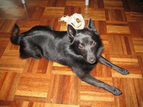 Schipperke