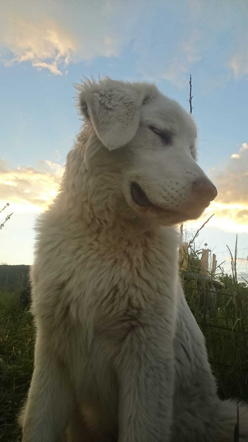 Kuvasz