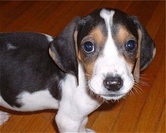 Hound Walker