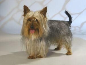 Terrier Australian