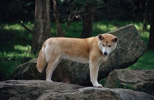 Dingo