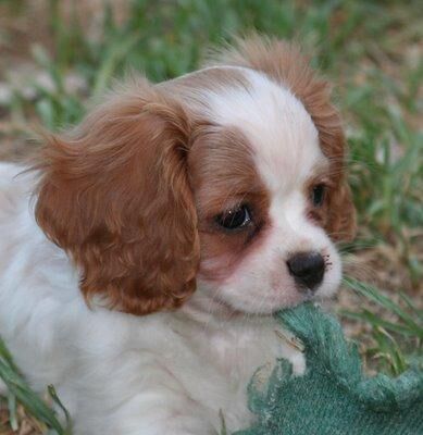 Spaniel Blenheim