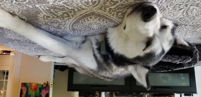 Husky