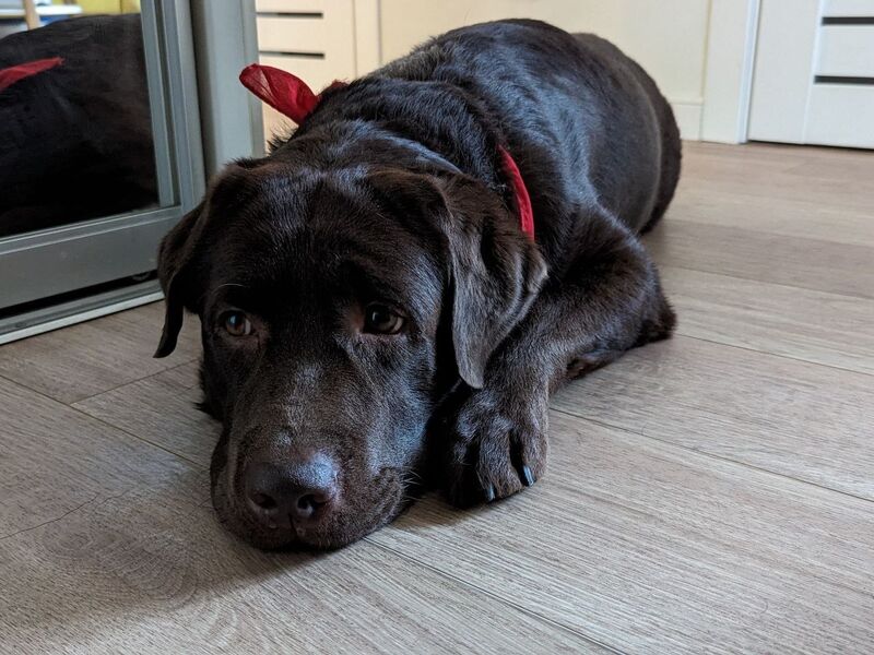 Labrador