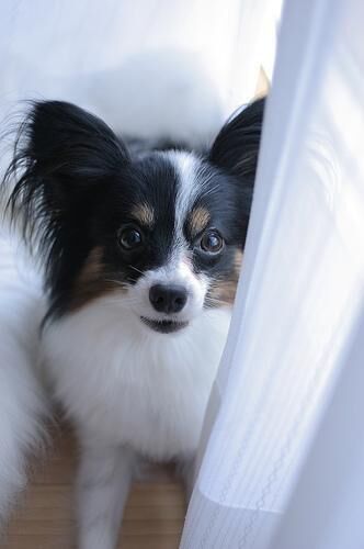 Papillon
