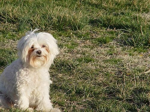 Maltese
