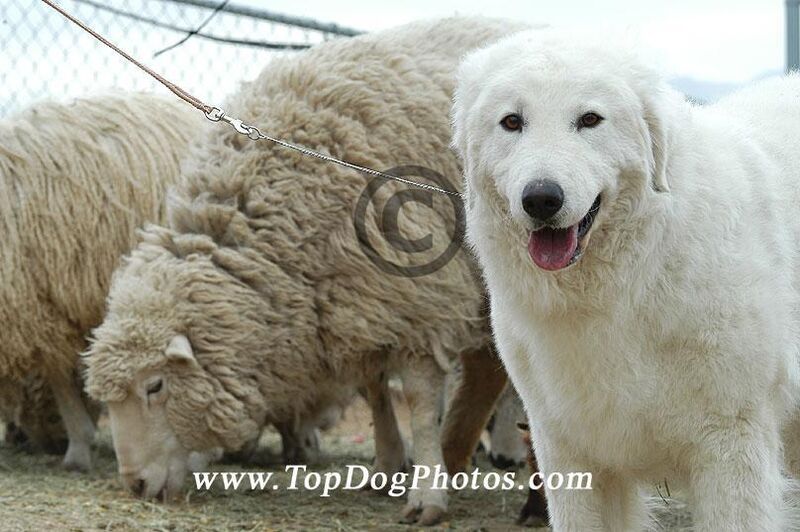 Kuvasz