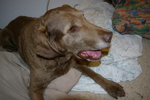 Retriever Chesapeake