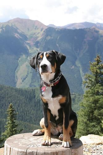 Mountain Swiss