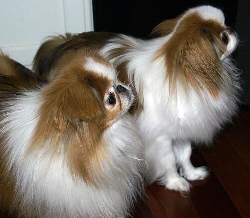Spaniel Japanese