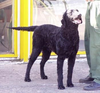 Retriever Curly