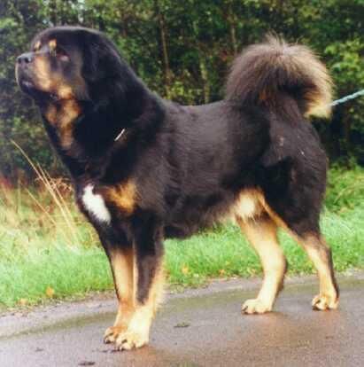 Mastiff Tibetan