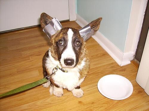 Corgi Cardigan