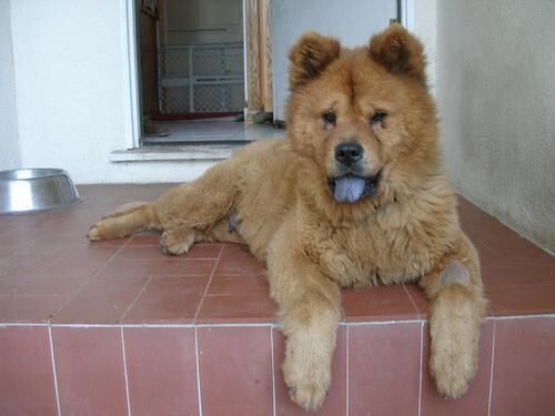 Chow