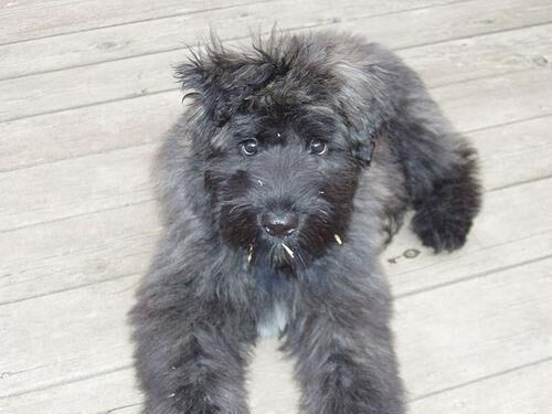 Bouvier
