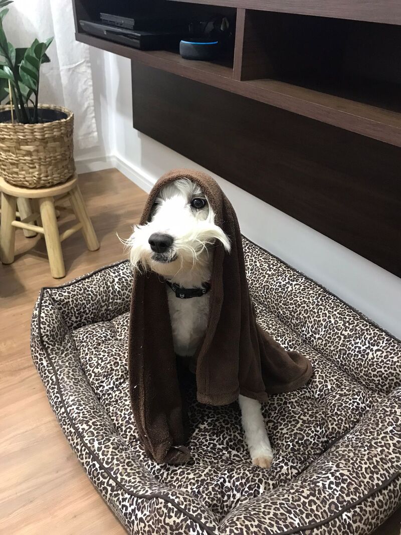 Cockapoo