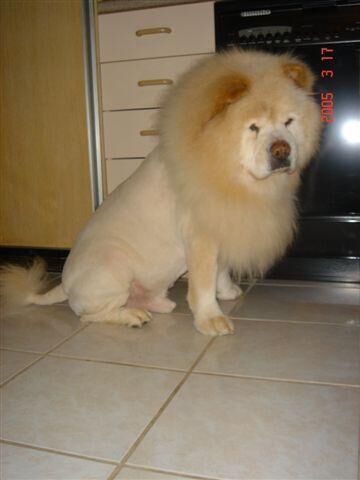 Chow