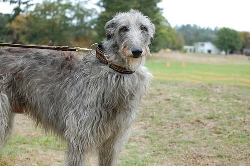 Deerhound Scottish