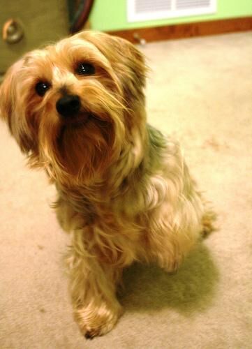 Terrier Silky