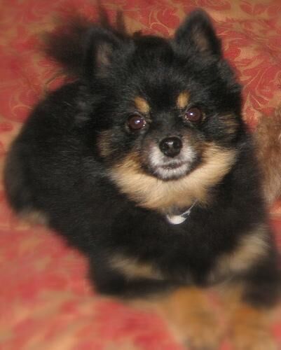 Pomeranian