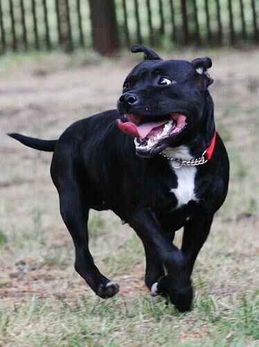 Bullterrier Staffordshire