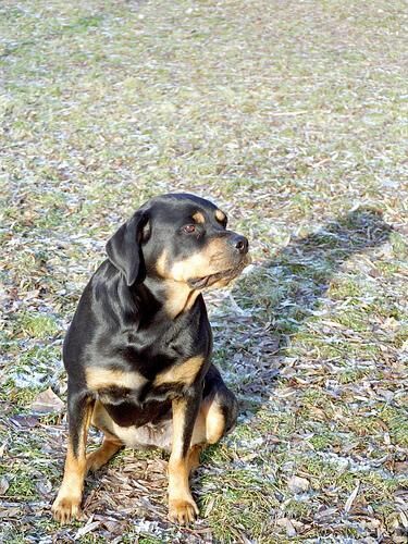 Rottweiler