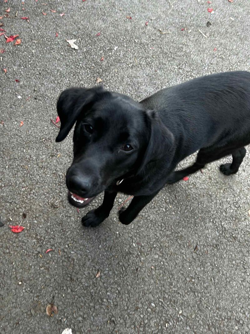 Labrador