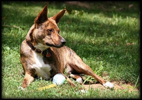 Basenji