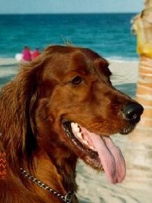 Setter Irish