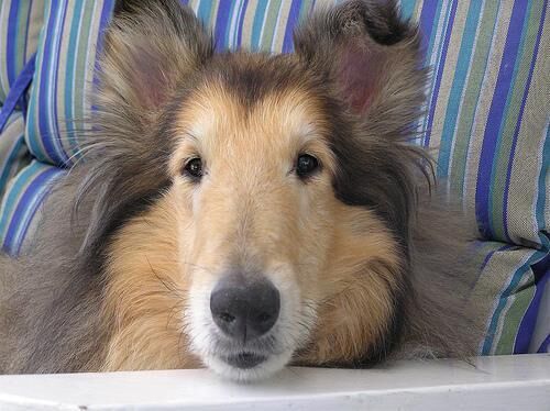 Collie