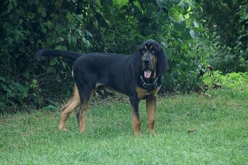 Hound Blood