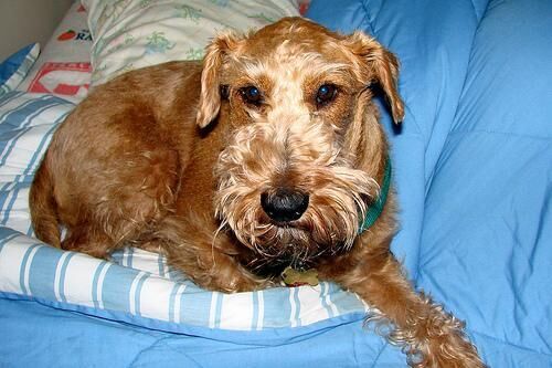 Terrier Irish
