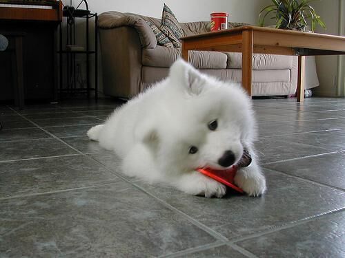 Samoyed