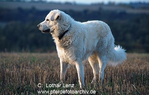 Kuvasz