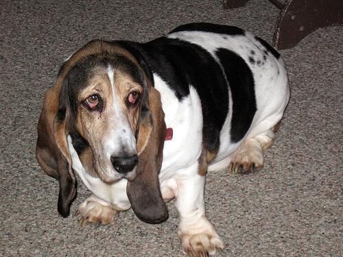 Hound Basset
