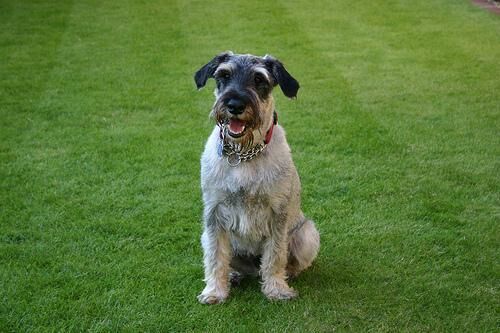 Schnauzer