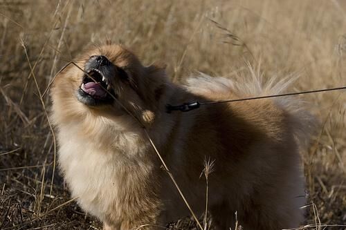 Pomeranian