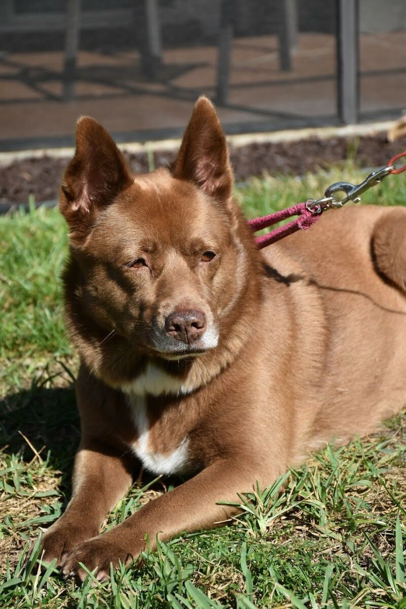 Australian Kelpie