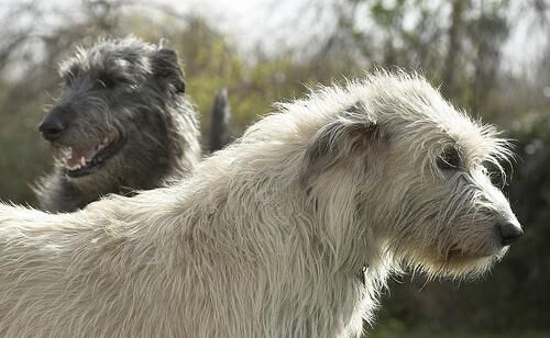 Wolfhound Irish