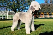 Terrier Bedlington