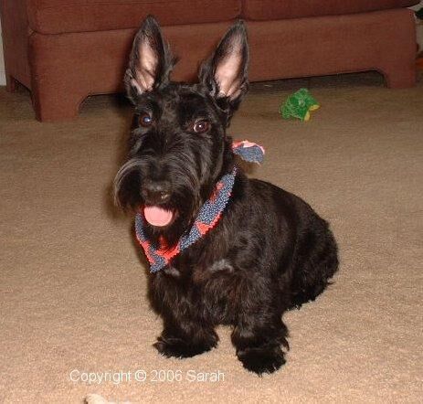 Terrier Scottish