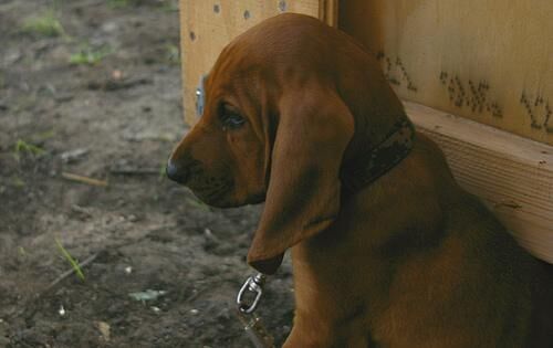 Hound Blood